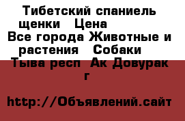 Тибетский спаниель щенки › Цена ­ 60 000 - Все города Животные и растения » Собаки   . Тыва респ.,Ак-Довурак г.